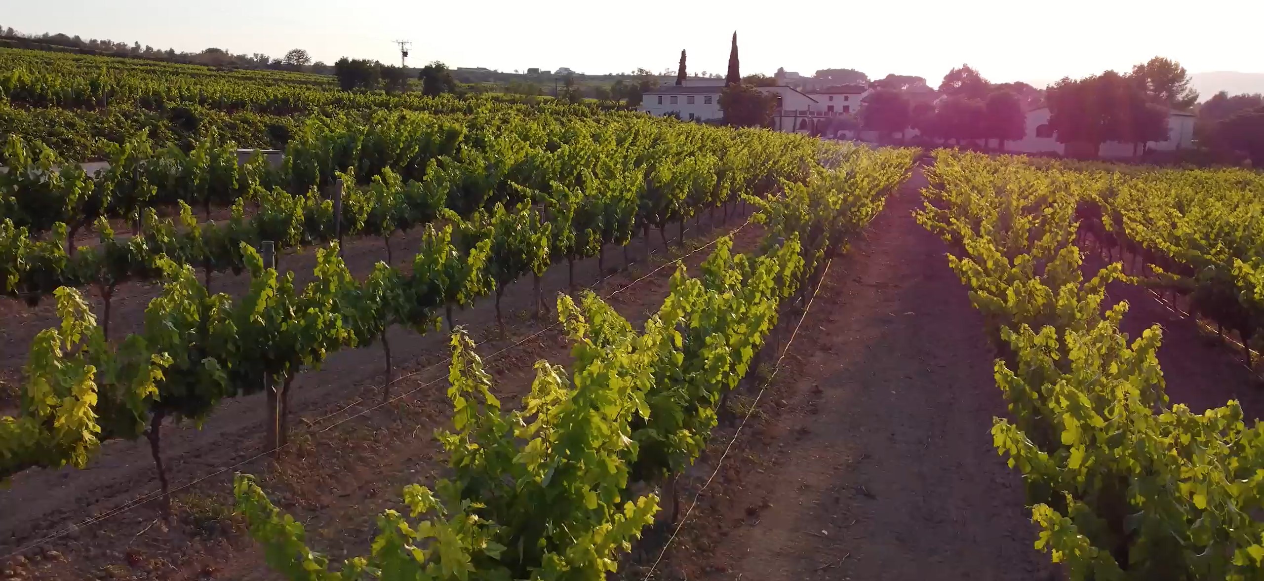 Protegido: Jané Santacana: tienda online de vinos y cava